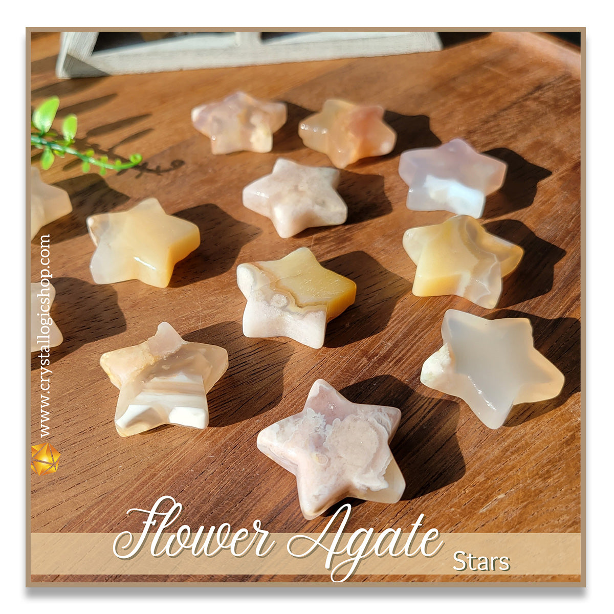 Flower Agate Star