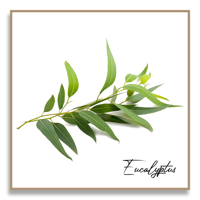Aromatherapy Essential Oil - Eucalyptus
