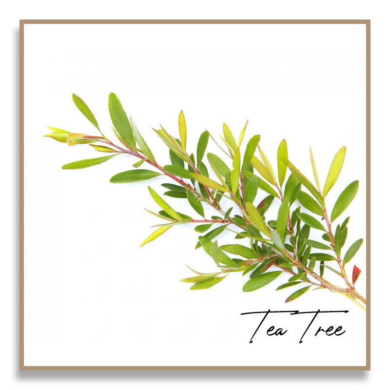 Aromatherapy Essential Oil - Tea Tree