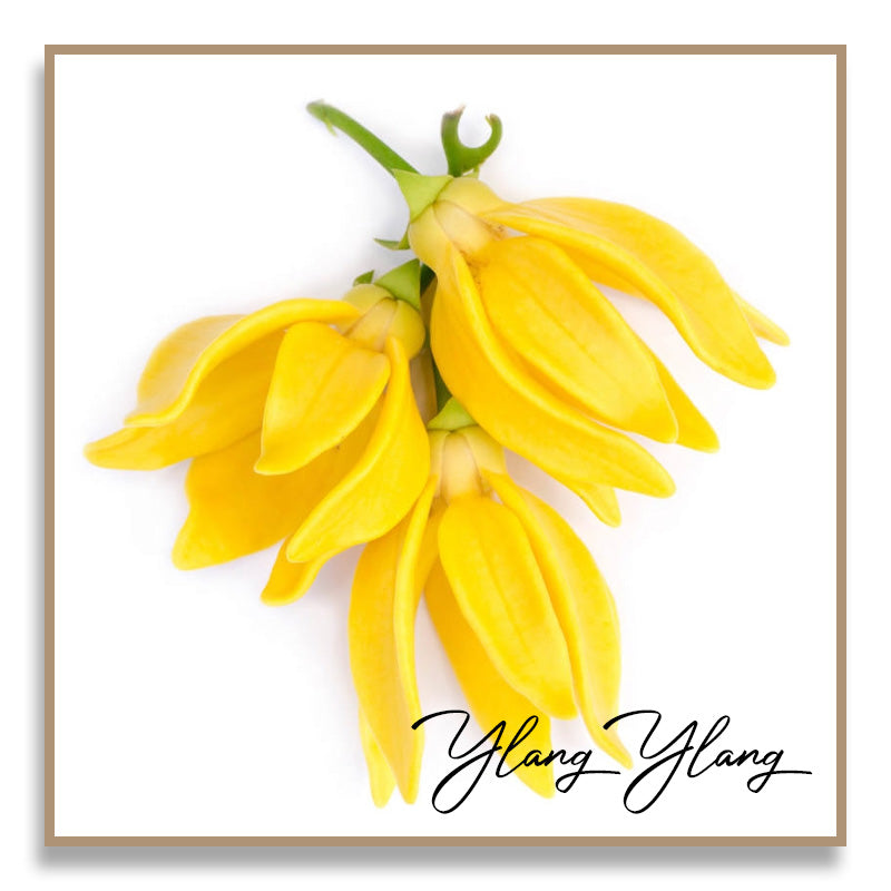 Aromatherapy Essential Oil - Ylang Ylang