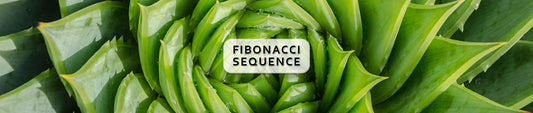 Episode 1: The Fibonacci sequence