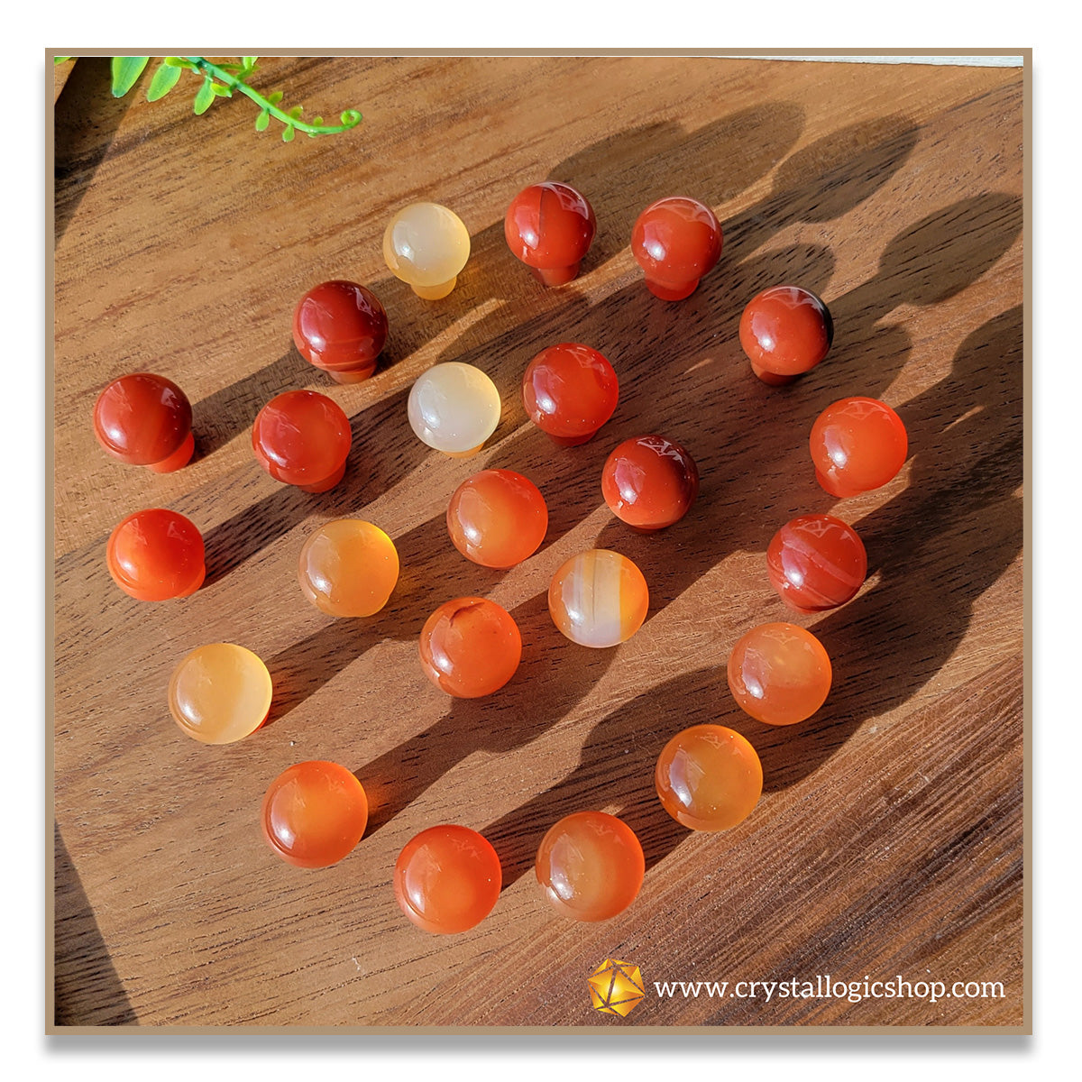 Carnelian Mushroom