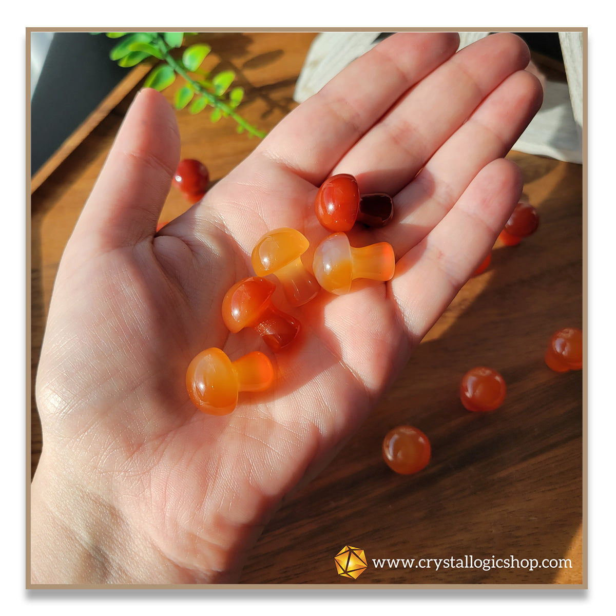 Carnelian Mushroom