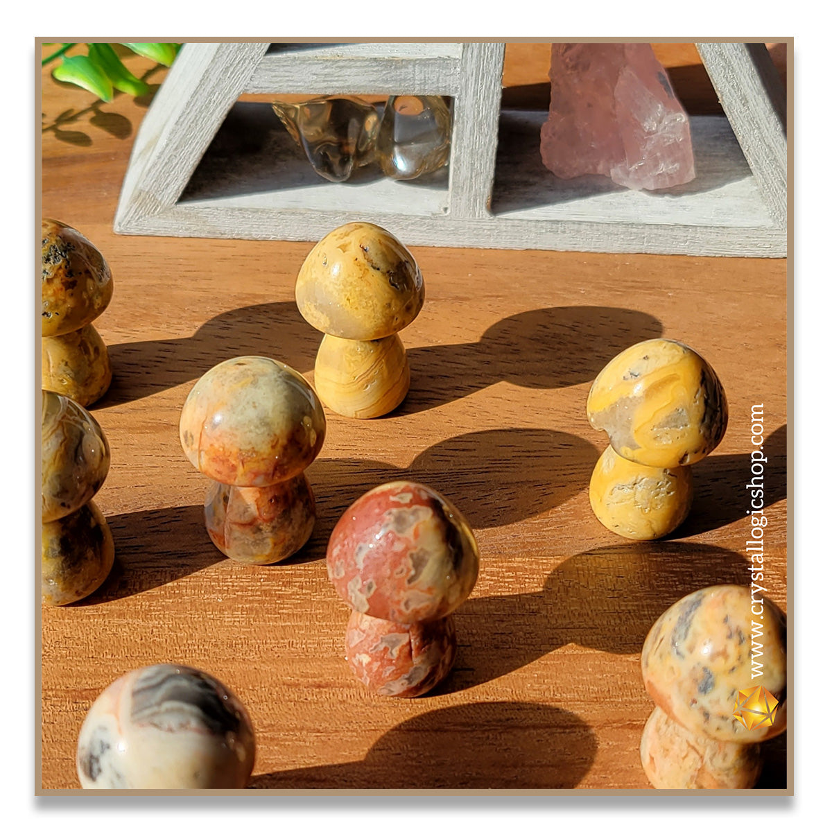 Crazy Lace Agate Mushroom