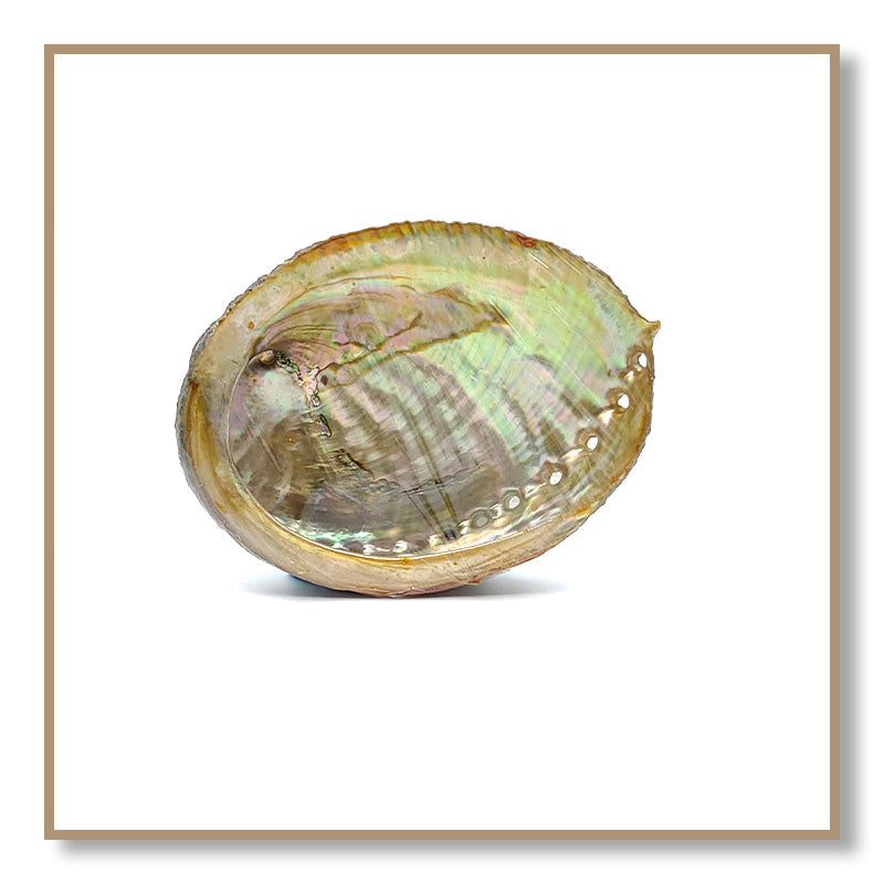 Abalone Shell