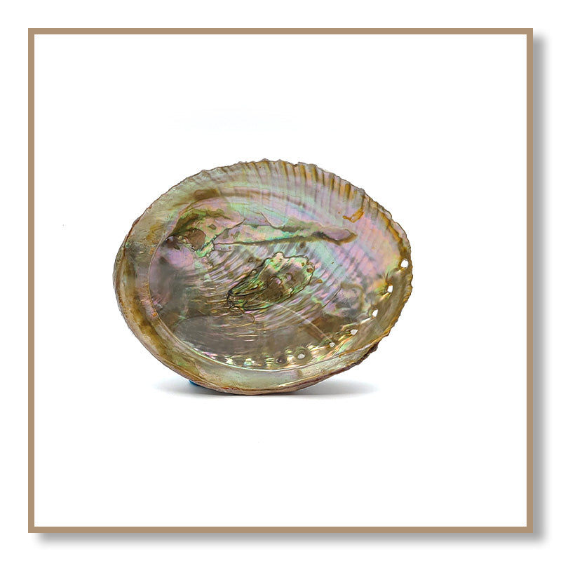 Abalone Shell