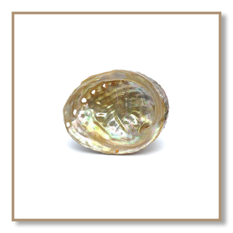 Abalone Shell