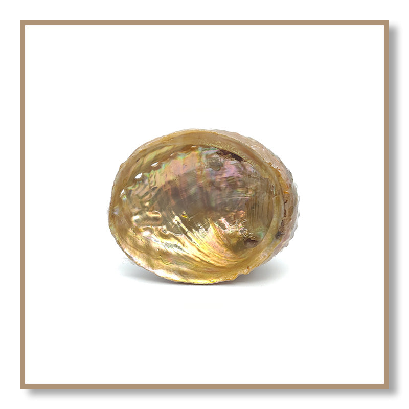 Abalone Shell