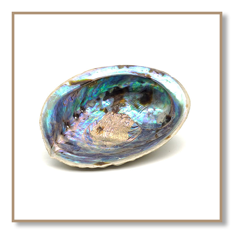 Abalone Shell