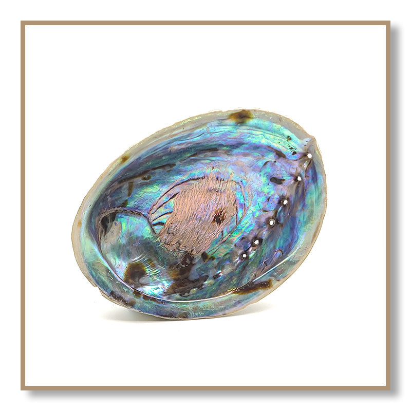 Abalone Shell