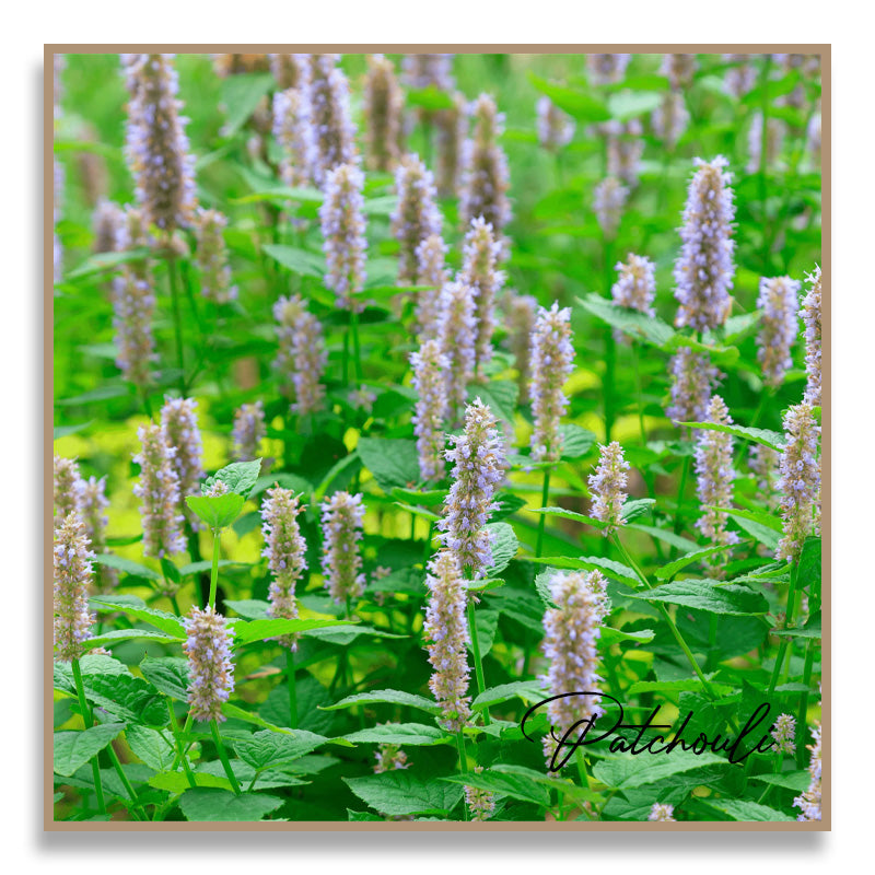 Aromatherapy Essential Oil - Patchouli