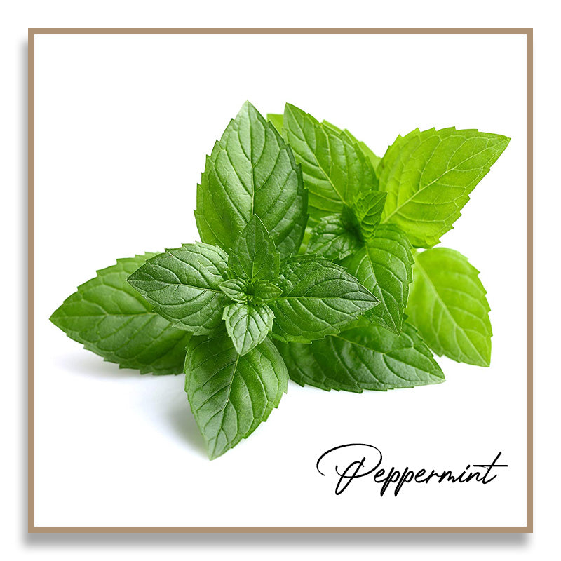 Aromatherapy Essential Oil - Peppermint
