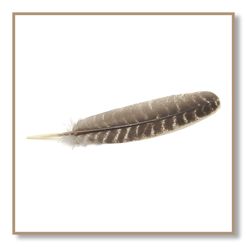Smudging Feather
